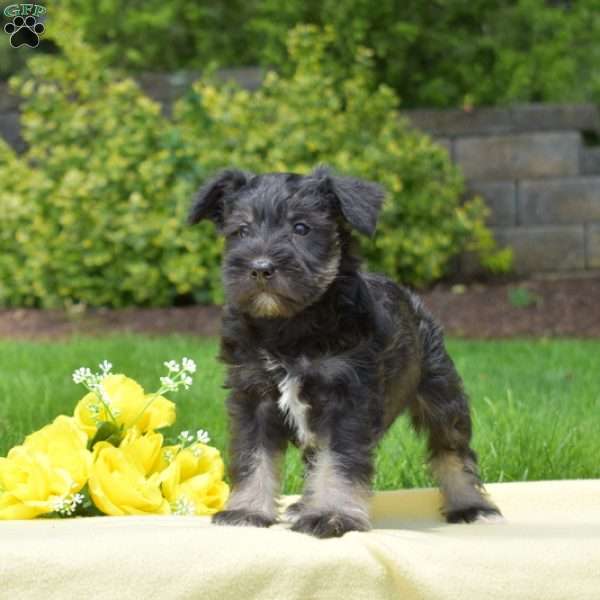 Mocha, Miniature Schnauzer Puppy