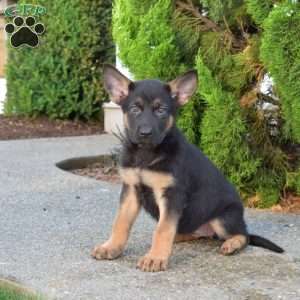Mocha, German Shepherd Puppy