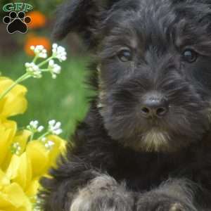 Mocha, Miniature Schnauzer Puppy