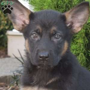 Mocha, German Shepherd Puppy