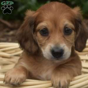 Mocha – Mini, Dachshund Puppy