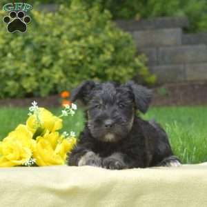 Mocha, Miniature Schnauzer Puppy