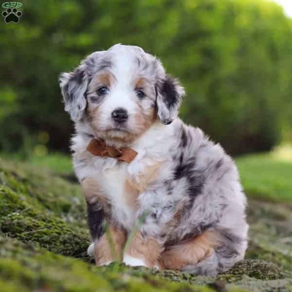 Mochi, Mini Aussiedoodle Puppy