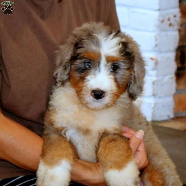 Mojo, Mini Bernedoodle Puppy