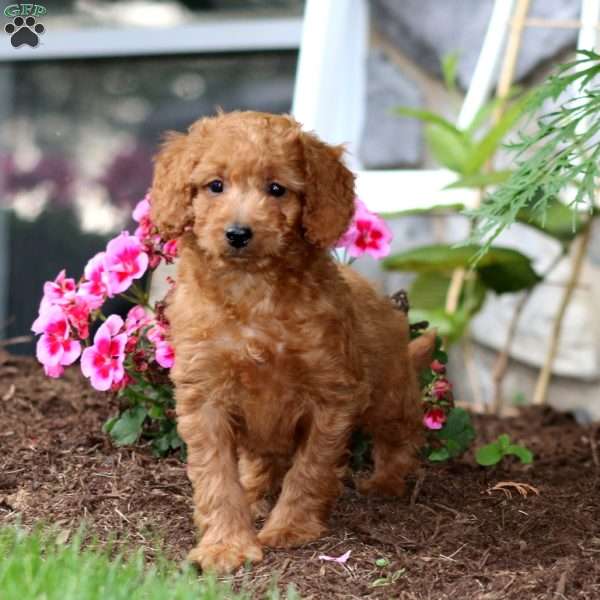 Mojo, Mini Goldendoodle Puppy