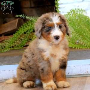 Mojo, Mini Bernedoodle Puppy