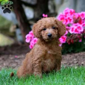 Mojo, Mini Goldendoodle Puppy