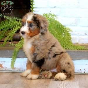 Mojo, Mini Bernedoodle Puppy