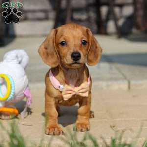 Molly, Dachshund Puppy