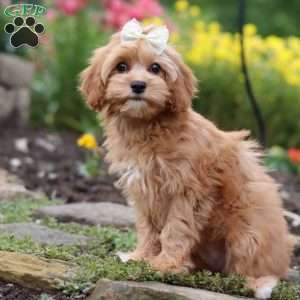 Molly, Cavapoo Puppy