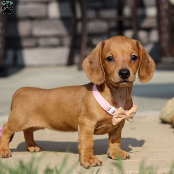 Molly, Dachshund Puppy