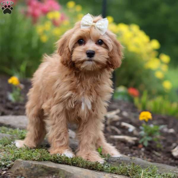 Molly, Cavapoo Puppy