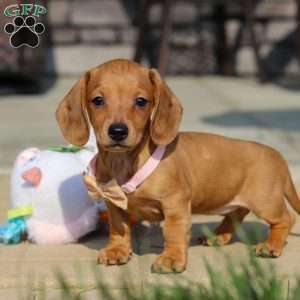 Molly, Dachshund Puppy