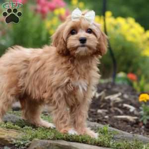 Molly, Cavapoo Puppy