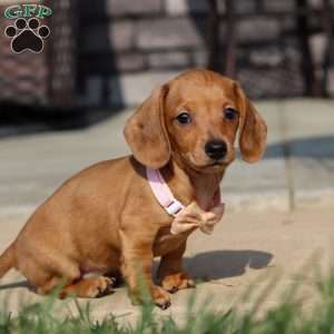 Molly, Dachshund Puppy