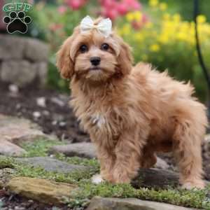 Molly, Cavapoo Puppy