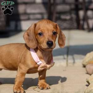 Molly, Dachshund Puppy