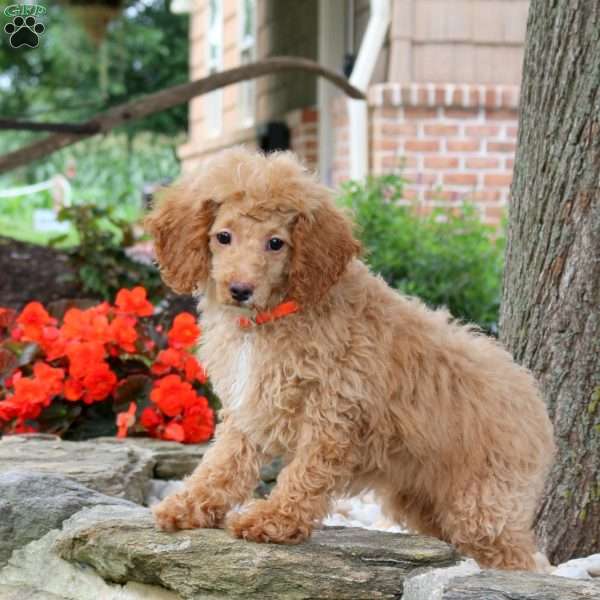 Molly, Miniature Poodle Puppy