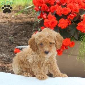 Molly, Miniature Poodle Puppy