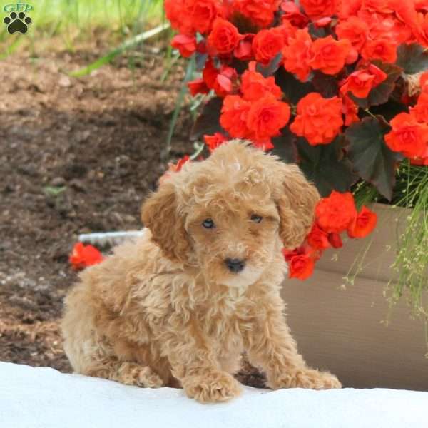 Molly, Miniature Poodle Puppy