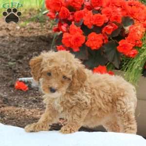 Molly, Miniature Poodle Puppy