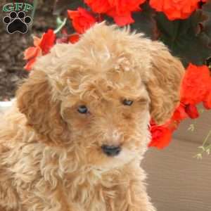 Molly, Miniature Poodle Puppy