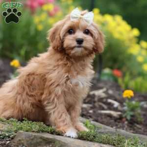 Molly, Cavapoo Puppy