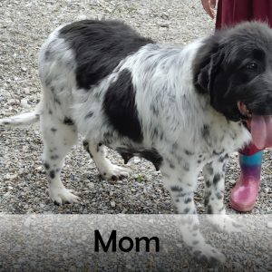 mom