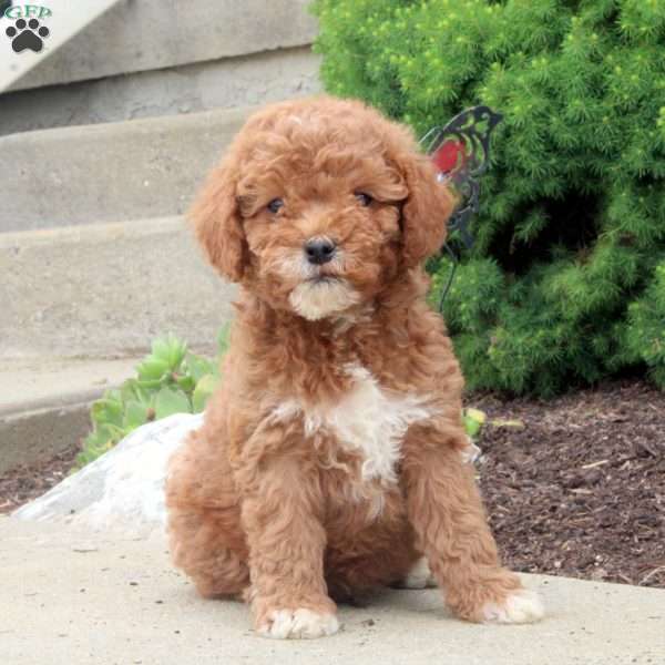 Monroe, Cockapoo Puppy
