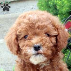 Monroe, Cockapoo Puppy