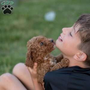 Montana, Mini Goldendoodle Puppy