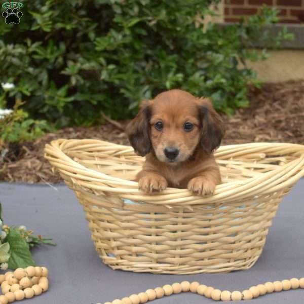 Monty – Mini, Dachshund Puppy