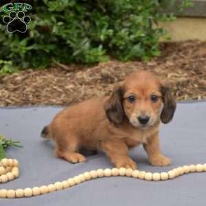 Monty – Mini, Dachshund Puppy