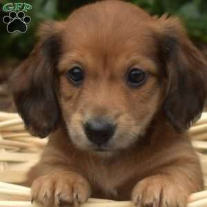 Monty – Mini, Dachshund Puppy