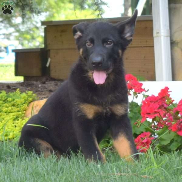 Moose, German Shepherd Puppy