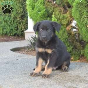 Moose, German Shepherd Puppy