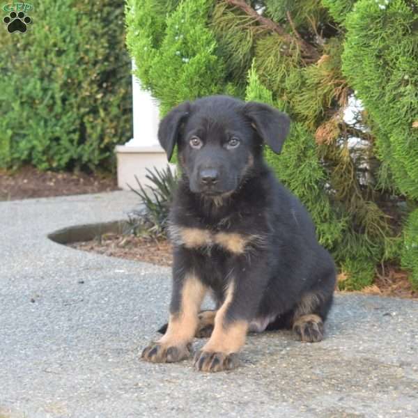 Moose, German Shepherd Puppy