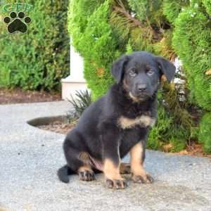 Moose, German Shepherd Puppy