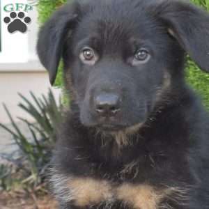 Moose, German Shepherd Puppy