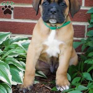 Moose, Cane Corso Puppy