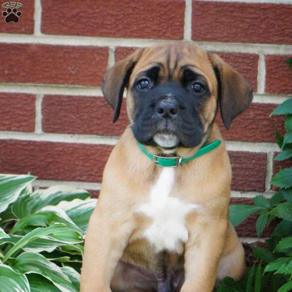 Moose, Cane Corso Puppy