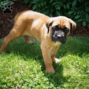 Moose, Cane Corso Puppy
