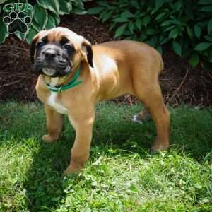 Moose, Cane Corso Puppy