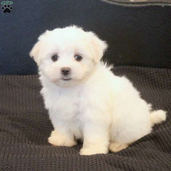 Morgan, Morkie / Yorktese Puppy