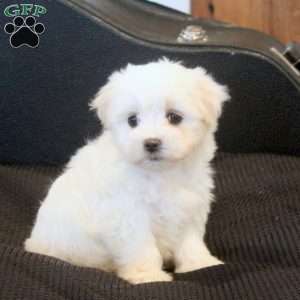 Morgan, Morkie / Yorktese Puppy