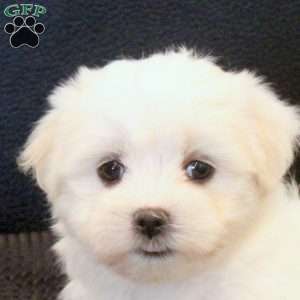 Morgan, Morkie / Yorktese Puppy