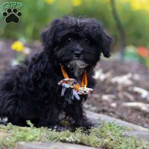 Moses, Yorkie Poo Puppy