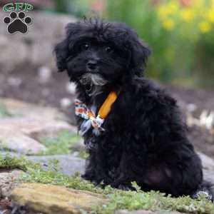 Moses, Yorkie Poo Puppy
