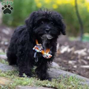 Moses, Yorkie Poo Puppy