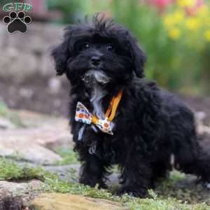 Moses, Yorkie Poo Puppy